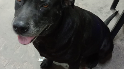 Hallaron un perro desconcertado y buscan al dueño