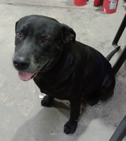 perro