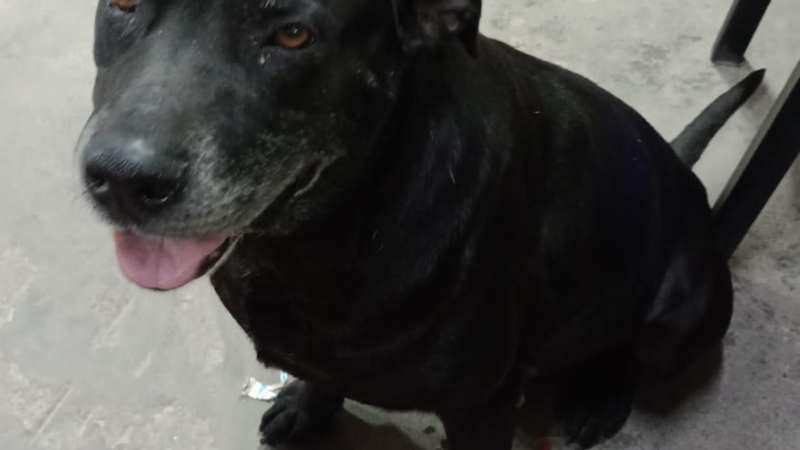 Hallaron un perro desconcertado y buscan al dueño