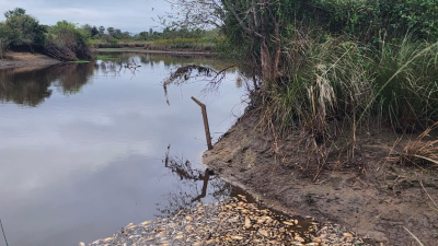 Buscan determinar las causas de la mortandad de peces en el río Salado