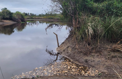 Buscan determinar las causas de la mortandad de peces en el río Salado
