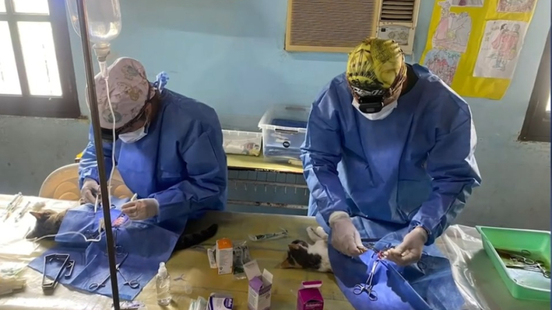 Veterinarios Amigos de El Impenetrable preparan un nuevo operativo solidario