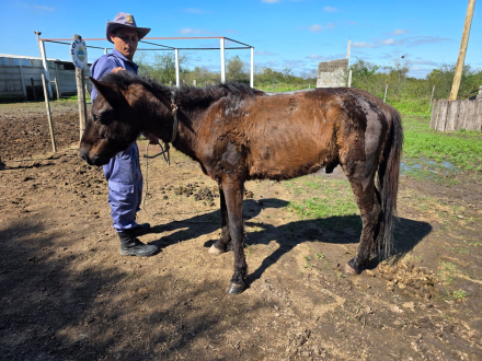 caballo