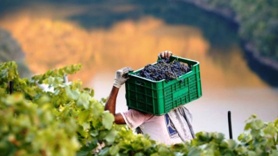 La vitivinicultura, la más golpeada en una década