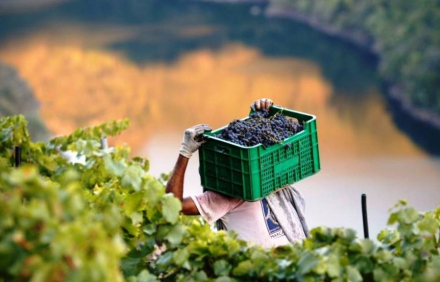 vitivinicultura1