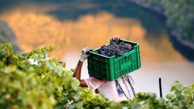 La vitivinicultura, la más golpeada en una década