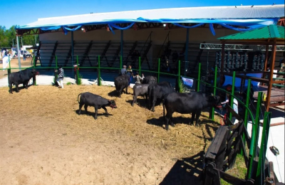 La Expo Rural abre sus puertas en Margarita Belén con producción y genética