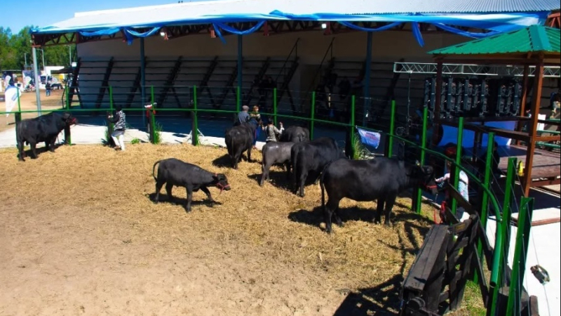 La Expo Rural abre sus puertas en Margarita Belén con producción y genética