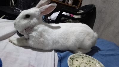 Una conejita necesita reunir fondos para costear una cirugía urgente
