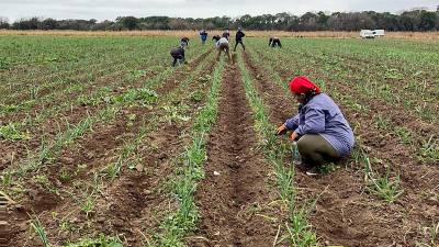 Los productores se preparan ante el fenómeno climático de El Niño