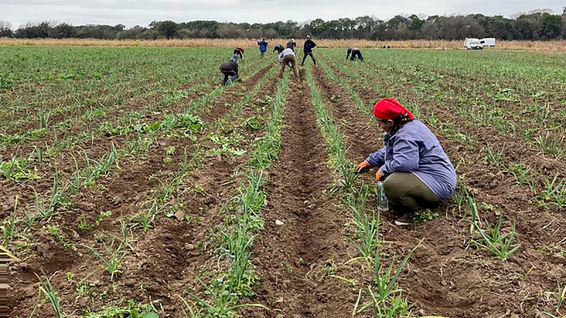 Los productores se preparan ante el fenómeno climático de El Niño