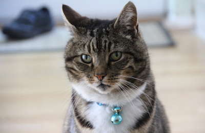 Alguien tiene que ponerle el cascabel al gato