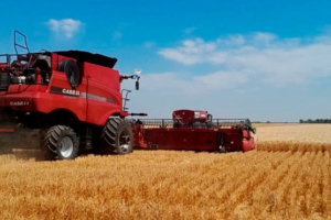 El Chaco picó en punta con la cosecha de los primeros lotes de trigo del país