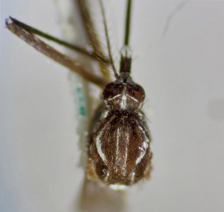 aedes 2