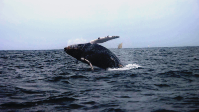 El viaje completo de una ballena jorobada desde Perú hasta la Antártida