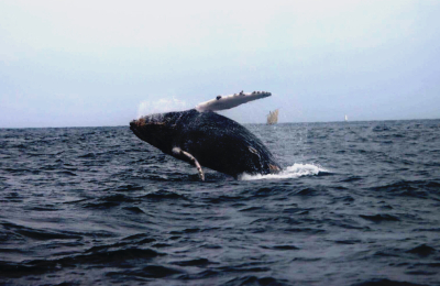 El viaje completo de una ballena jorobada desde Perú hasta la Antártida
