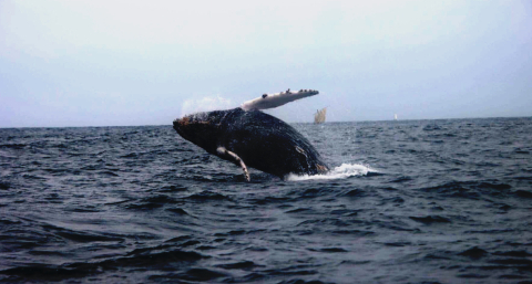 El viaje completo de una ballena jorobada desde Perú hasta la Antártida