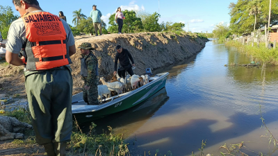 Bomberos rescataron cabritos y ovejas de una zona cubierta por el agua