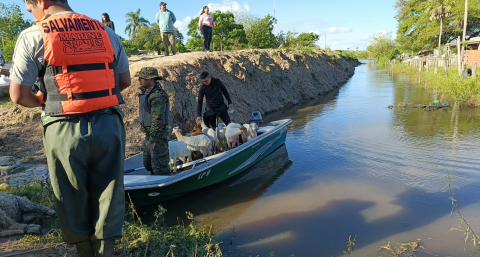 Bomberos rescataron cabritos y ovejas de una zona cubierta por el agua