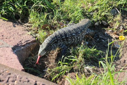FAUNA-SILVESTRE-SCALED
