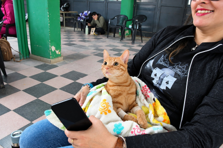 gato