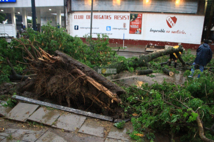 arbol-cae.jpg