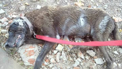 Huellas Caninas hacen un llamado a la solidaridad