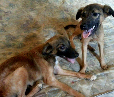 perros2.jpg