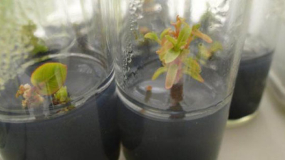 Clonan plantines de eucalipto para obtener carbón de alto rendimiento