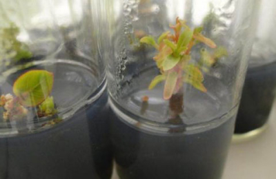 Clonan plantines de eucalipto para obtener carbón de alto rendimiento