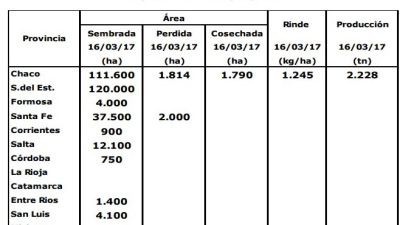 Cosecha algodonera en el Chaco: rindes y calidades son mejores que lo esperado