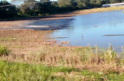La horticultura en emergencia: las lluvias generan grandes pérdidas