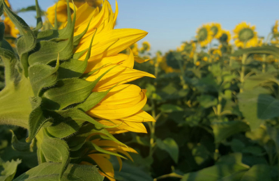 Girasol: buenas perspectivas para la próxima campaña