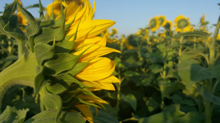 Girasol.jpg