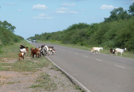 cabras.JPG