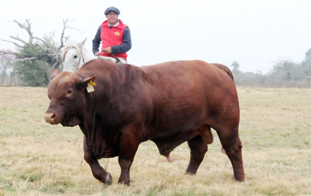 toro 2.jpg