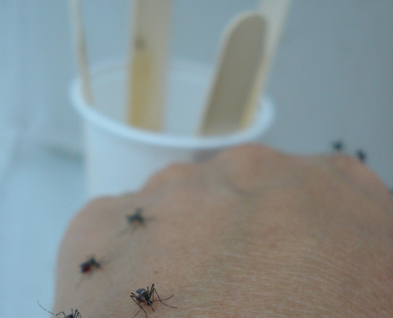 mosquitos eclosionados.jpg
