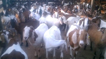 cabras.jpg