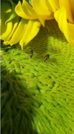 mosquita 2.jpg