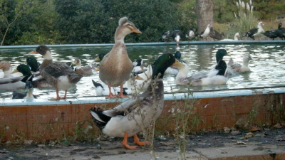 Otro robo al zoológico: esta vez se llevaron 12 patos marruecos y 4 gansos