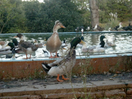 patos marruecos (1).jpg