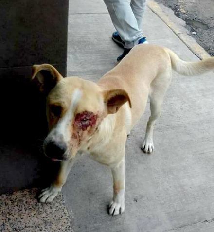 perro1.jpg