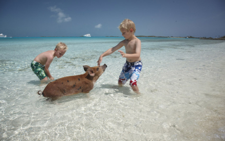 Pig-Peach,-Bahamas.jpg