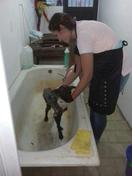 perrito 2.jpg