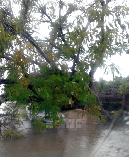 arbol caido calle11.jpg