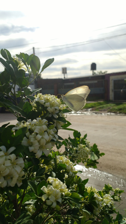 mariposa 3.jpg