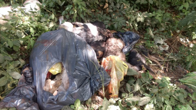 Matanza de perros: apuntan a un sospechoso