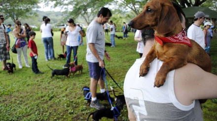 perros salchis.jpg