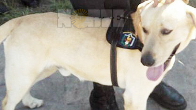 Presentaron a “Brandon”, primer perro policía de Quitilipi