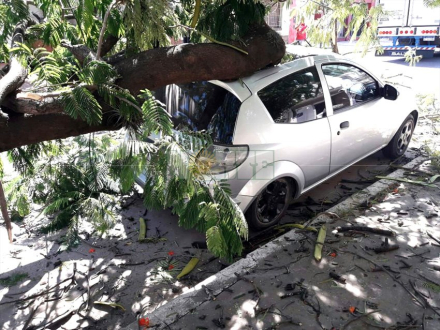 arbol3.jpg